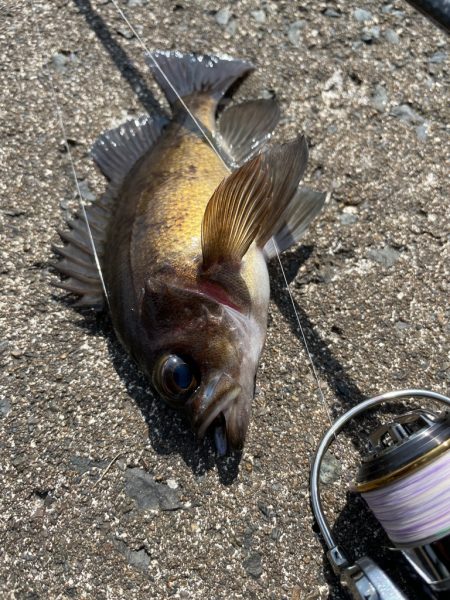 久々のメバリング