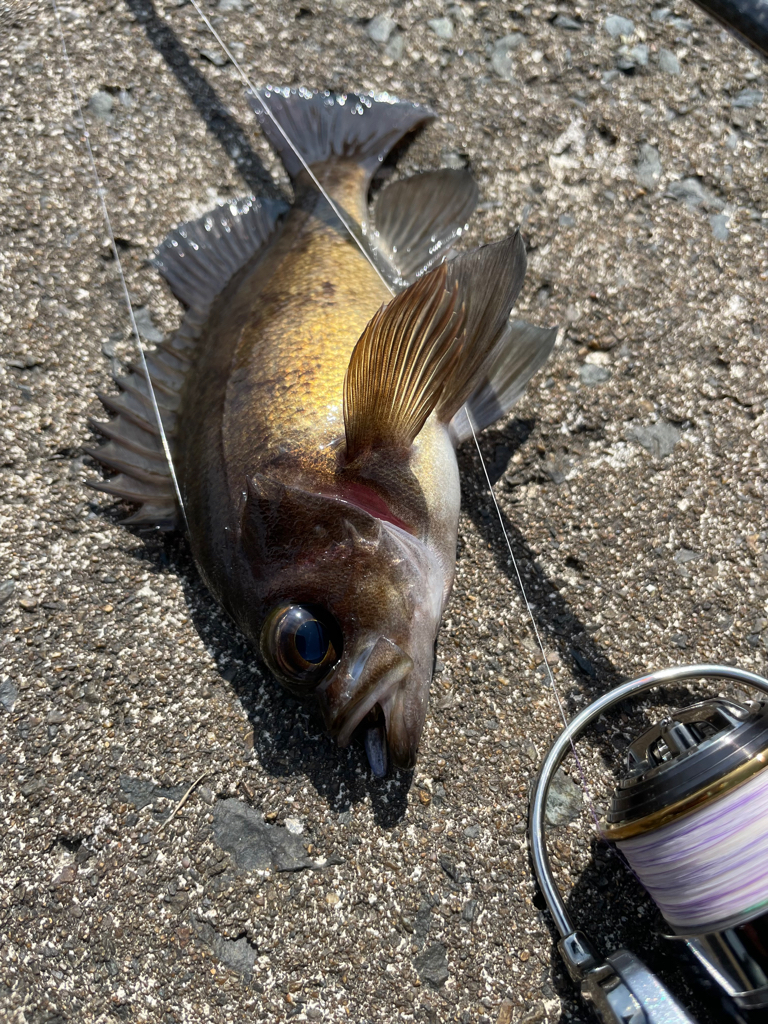 久々のメバリング