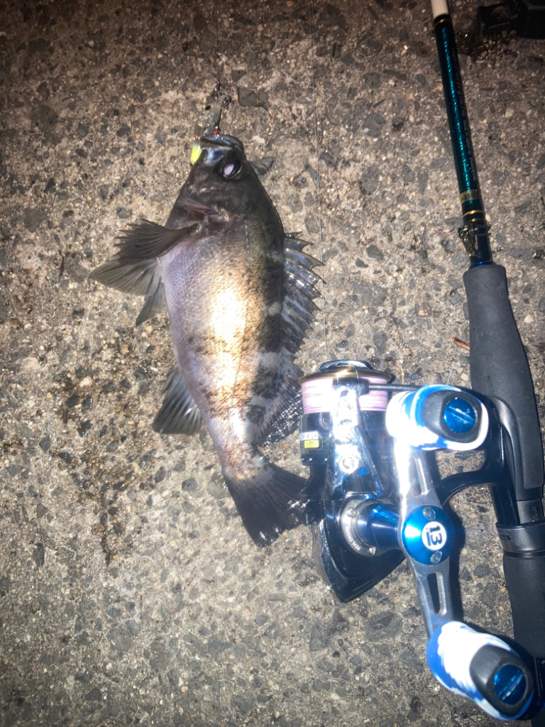 プラグでメバル