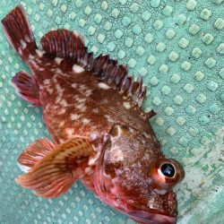 タイラバは難しかった…