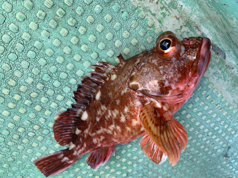 タイラバは難しかった…