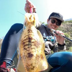 アオリイカ1.3キロオーバー