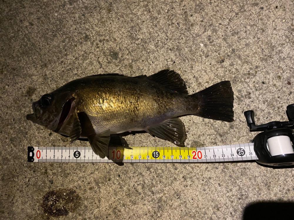 淡路島メバリング2