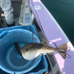 室津カットウ釣り