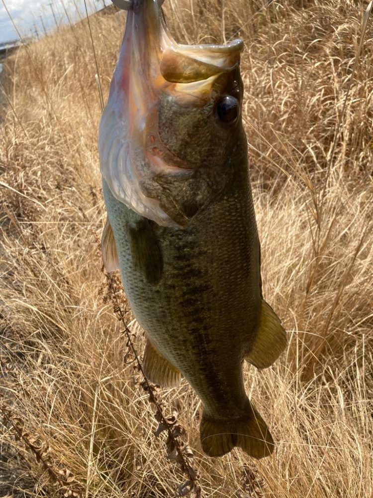 春こそライトリグ