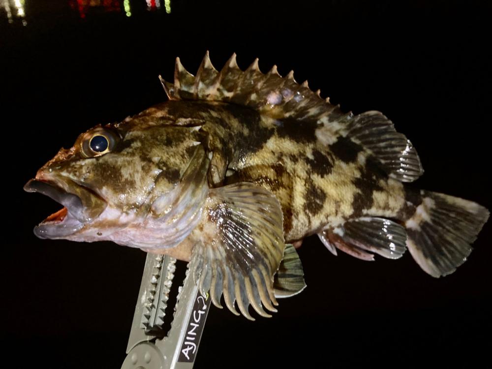 27cmメタボガッシー