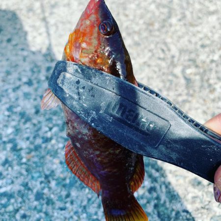 期待薄。調査に。