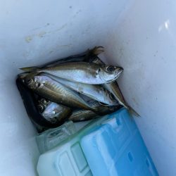 娘とサビキ釣りに行きました