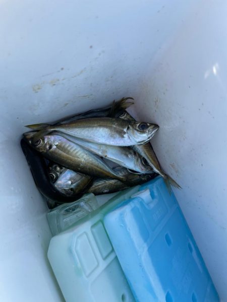 娘とサビキ釣りに行きました