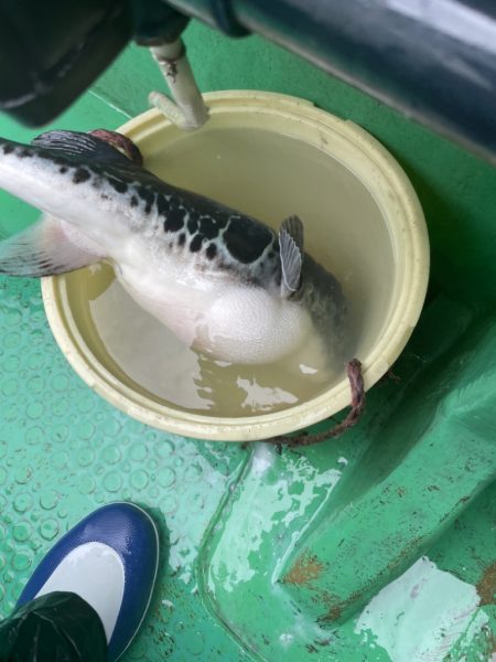 雨・風・染み込むカッパ（笑）