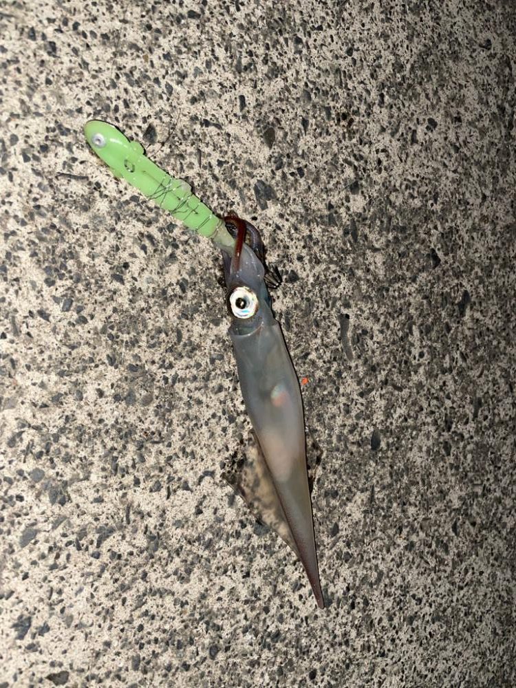 テーラーでヤリイカ