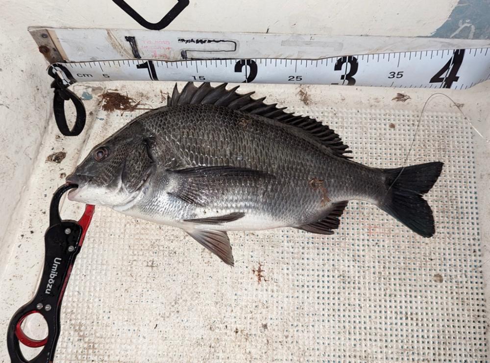 ボートチヌジギング