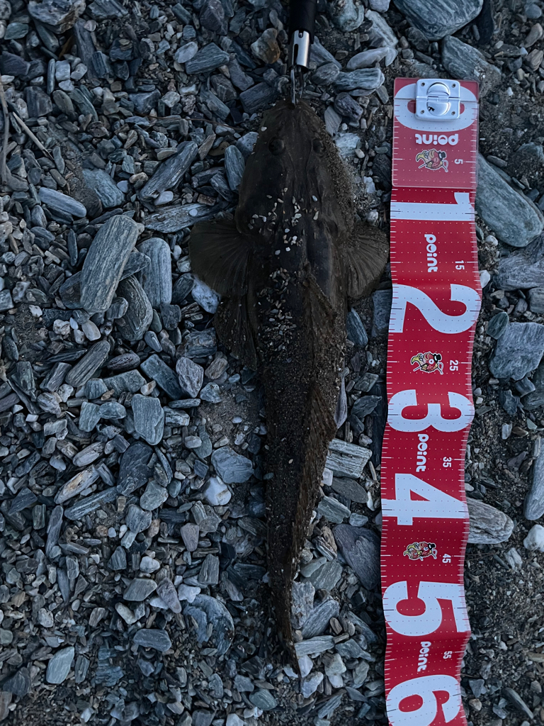 久しぶりの釣果