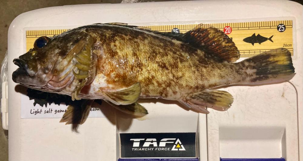 メバル調査で釣果はガッシー