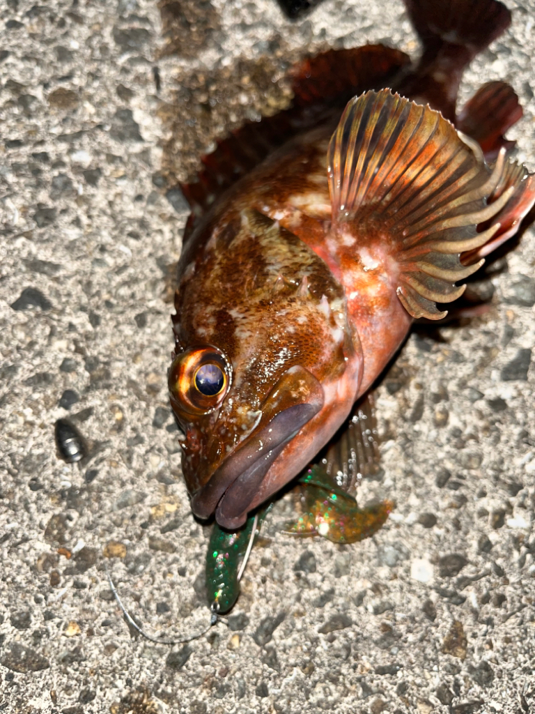 ロックフィッシュ