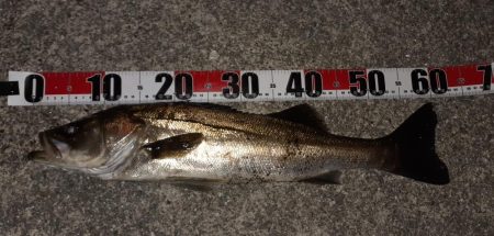 西宮周辺　シーバス