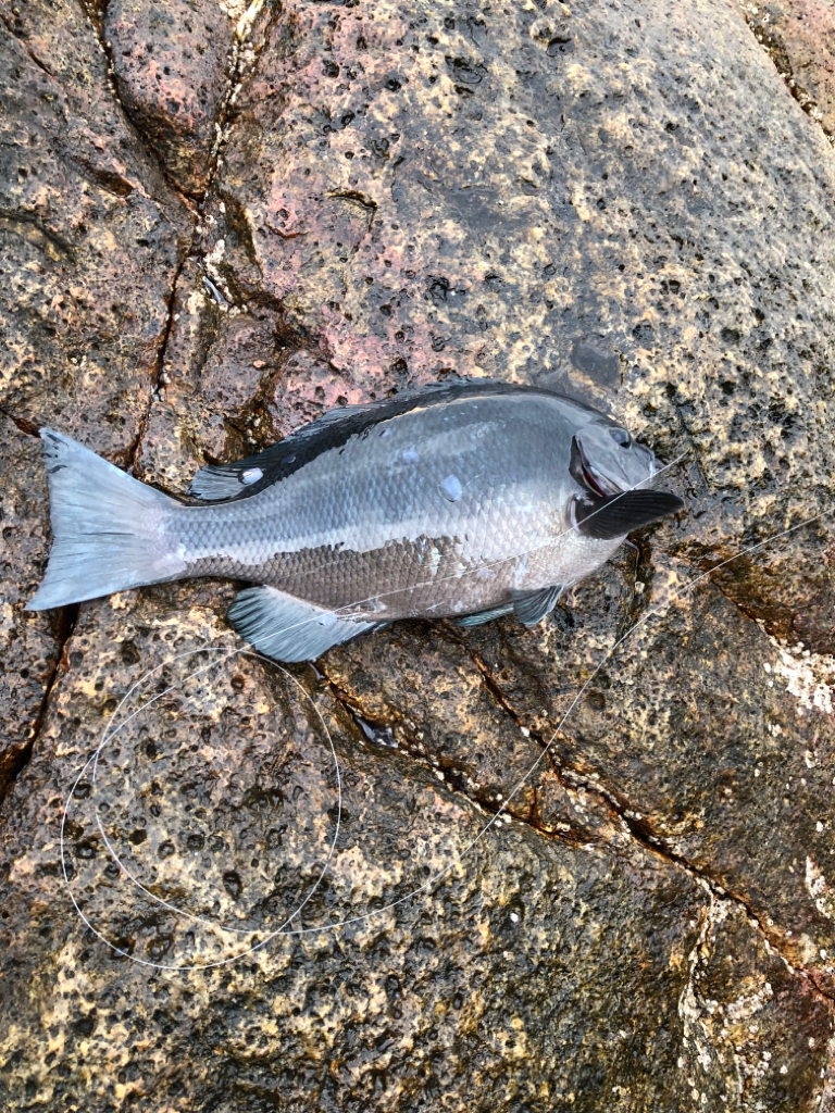 今年は水温が高いです