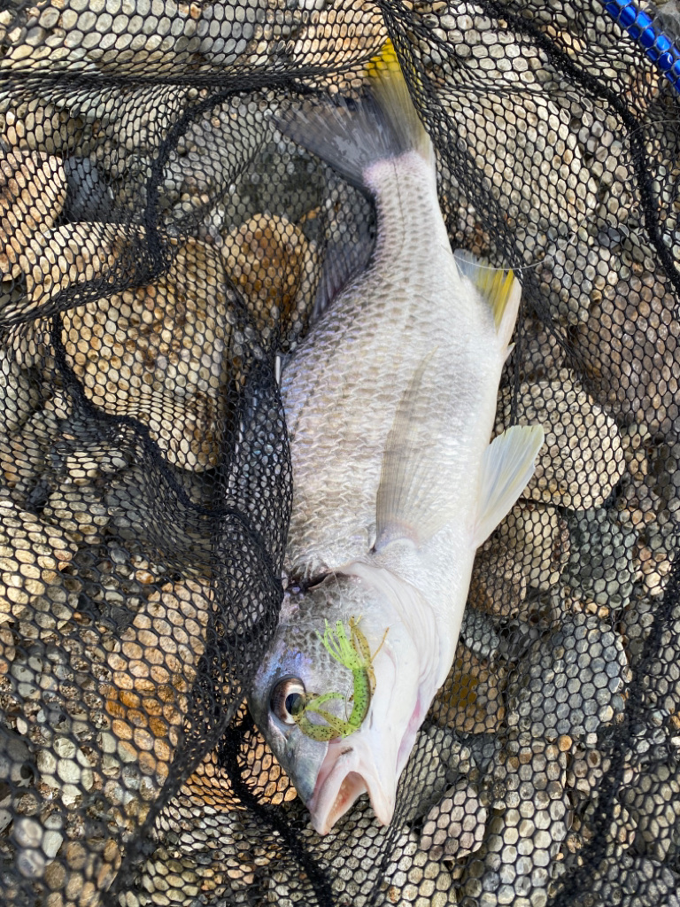 淀川ブリームゲーム　2023開幕