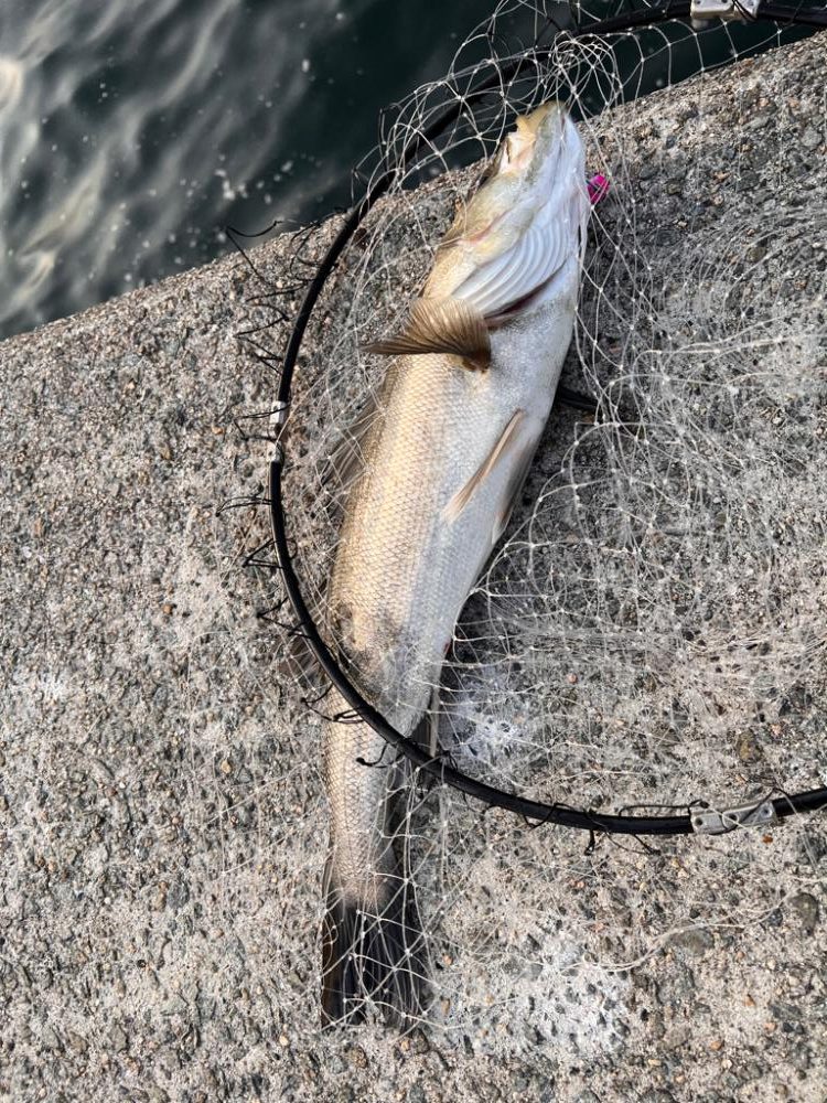 春シーバス開幕?かな。