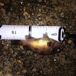 懲りずにメバリング