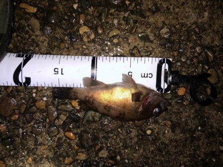 懲りずにメバリング