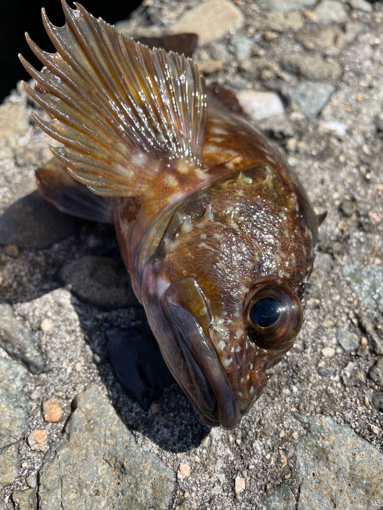 帰ってきた穴釣りNo.8