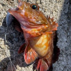 帰ってきた穴釣りNo.7