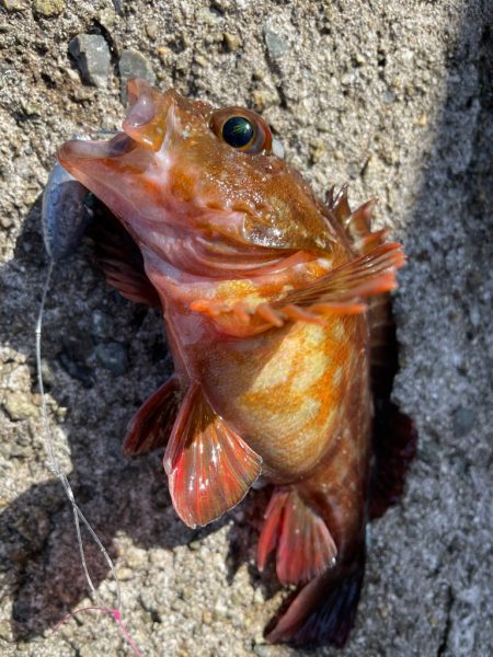 帰ってきた穴釣りNo.7