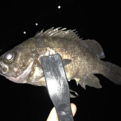 今日は「いてもたろ」