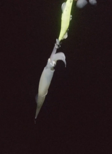 ヤリイカ釣れてます！