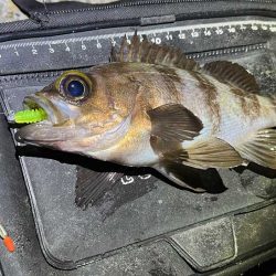 姫路メバリング激渋だけど良型ゲット！