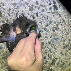 リグデザインモニター釣行