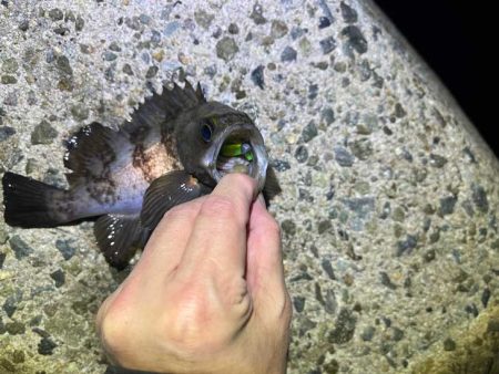 リグデザインモニター釣行