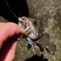 まるで真冬のメバリング