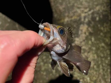 まるで真冬のメバリング