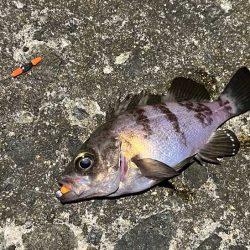 激渋メバリングとバチパターンシーバス撃沈！