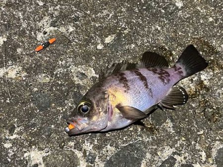 激渋メバリングとバチパターンシーバス撃沈！