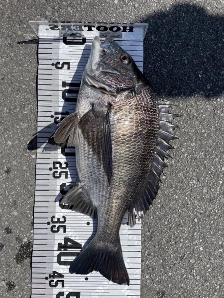 イチノ兄弟（兄）釣果！