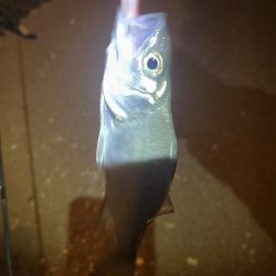 唐津松浦川でルアー釣り