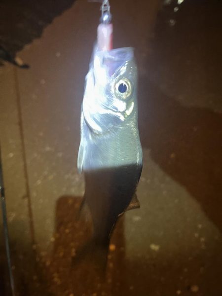 唐津松浦川でルアー釣り