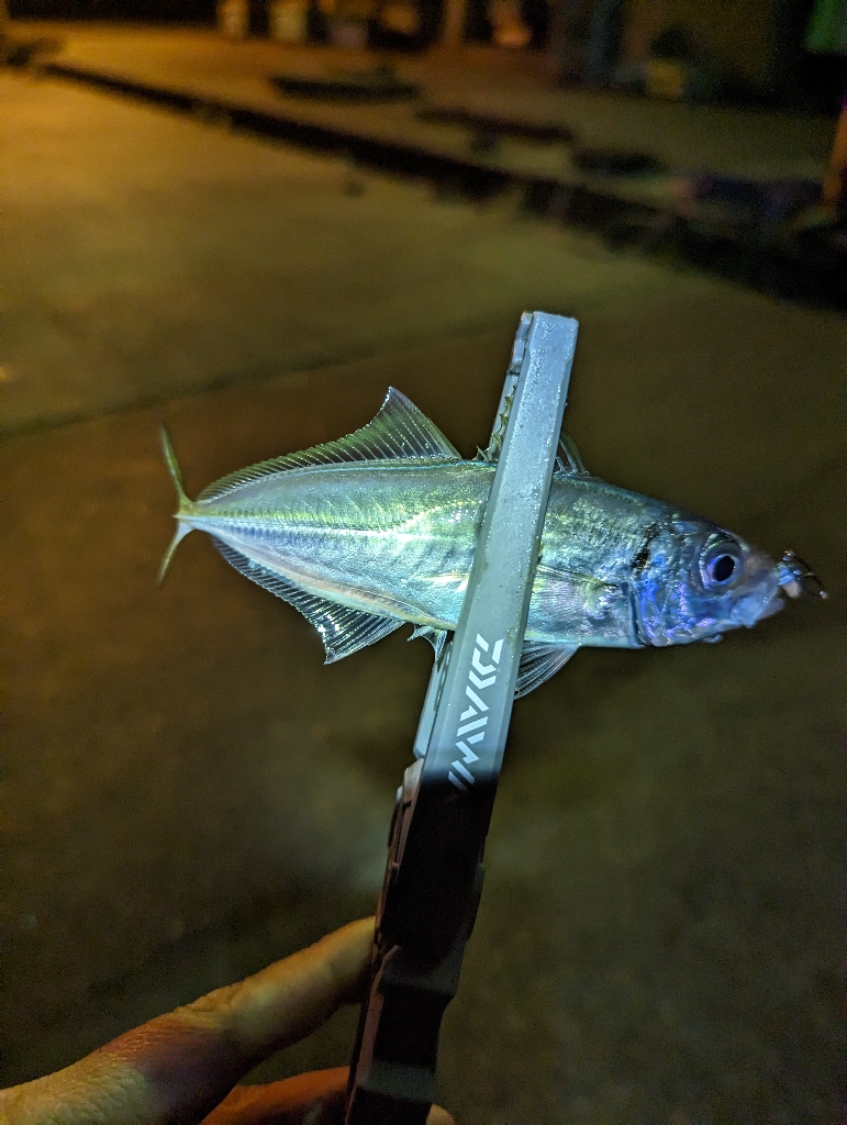 陸っぱり釣行記