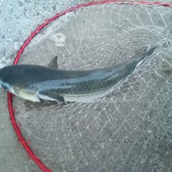 プチsalt water game