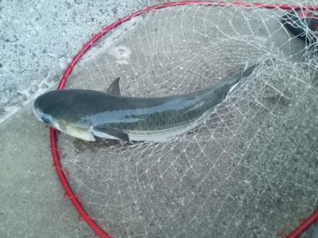 プチsalt water game