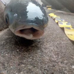 プチsalt water game