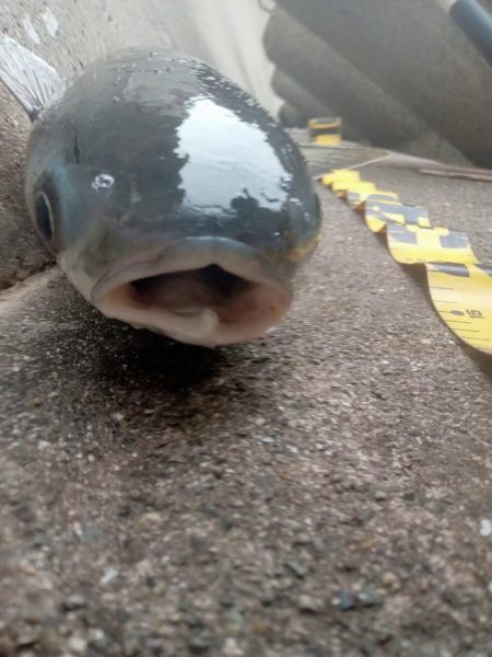 プチsalt water game