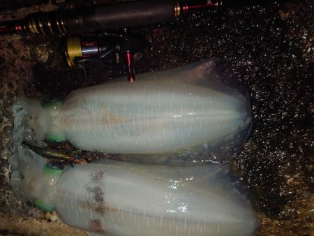 風＆ウネリエギングIN対馬