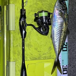 今年初の尺アジ