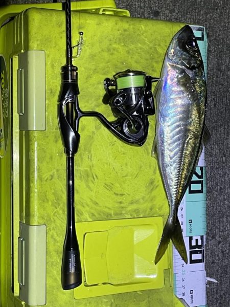 今年初の尺アジ