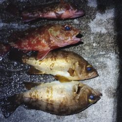 久しぶりのメバル