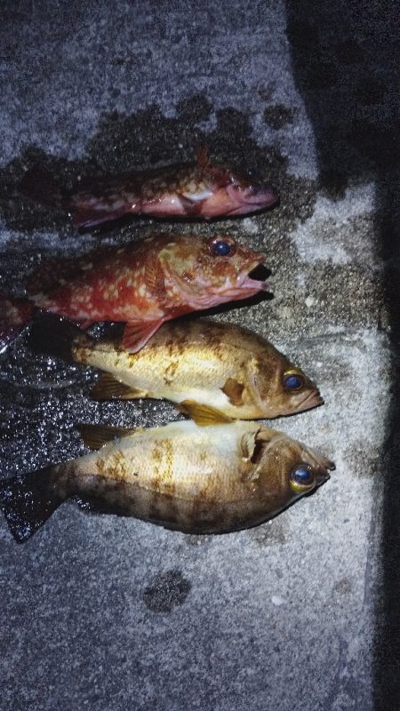 久しぶりのメバル